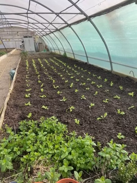 1ère plantation de salade - légume de saison